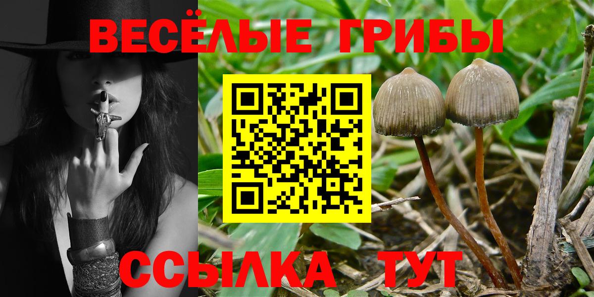 Псилоцибиновые грибы Psilocybe  Лесозаводск 